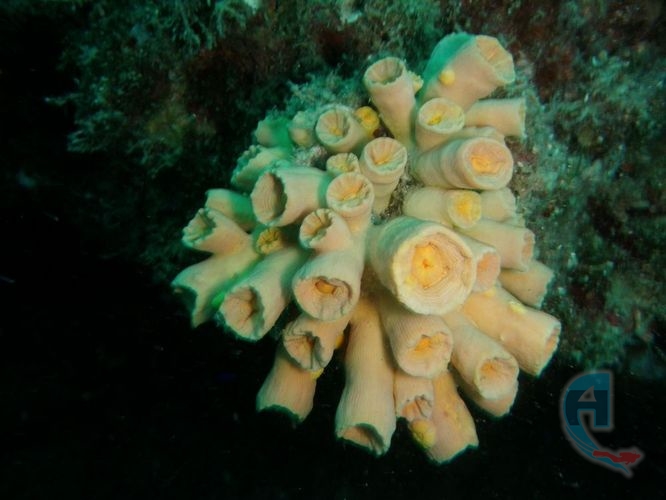 coral duro veracruz